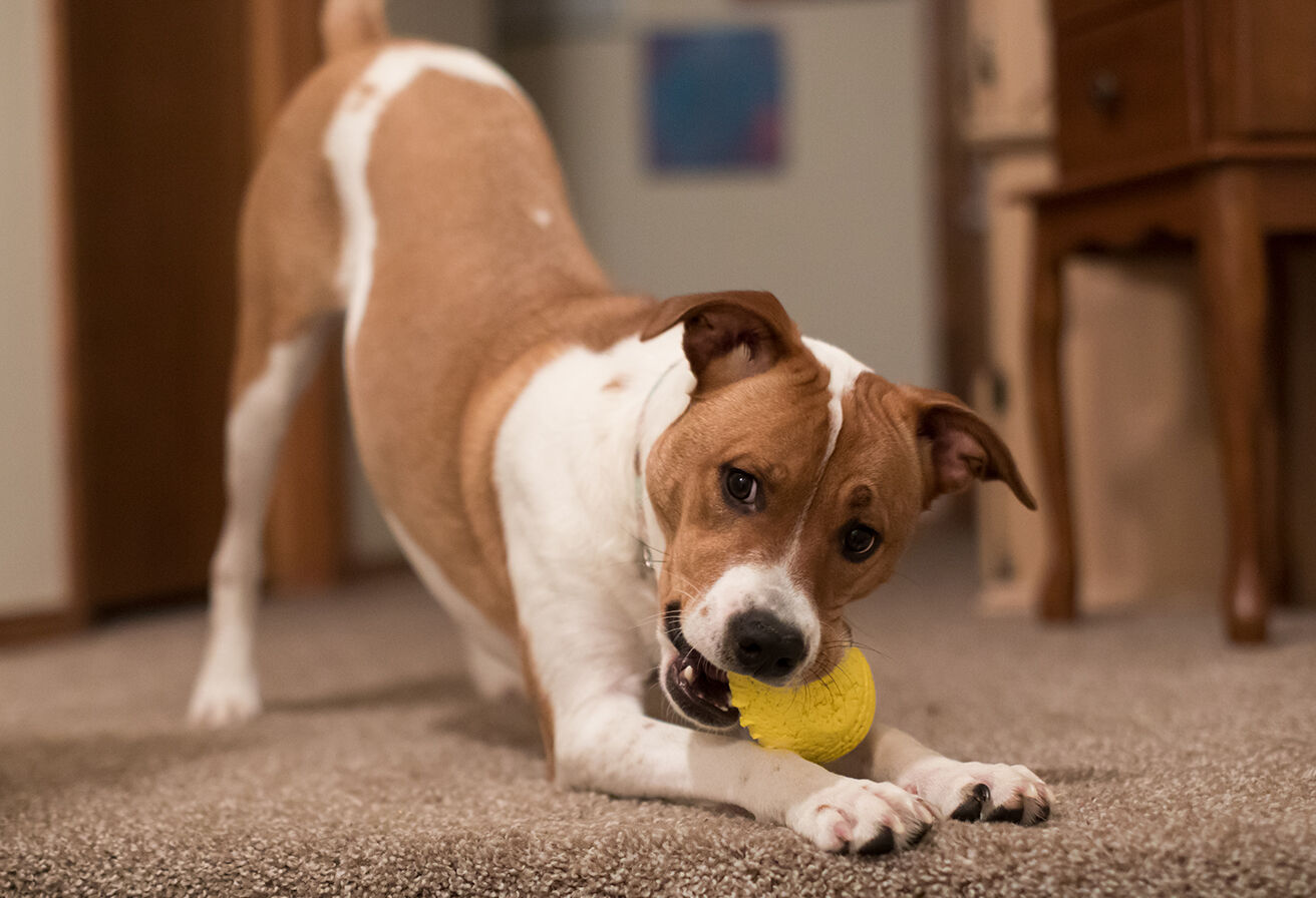 dog chewing on ball